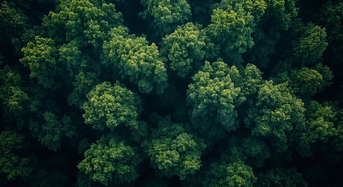 Luftfoto af en tæt grøn skov med frodige blade